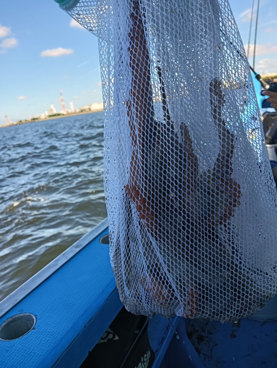 魚は刺身さんの釣果 1枚目の画像
