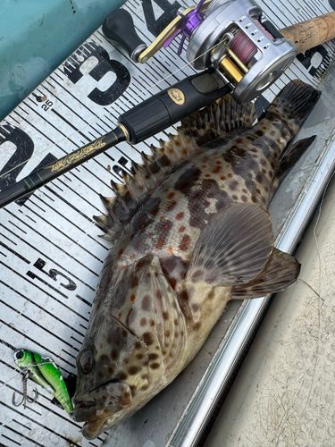 チャイロマルハタの釣果