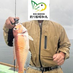 アマダイ