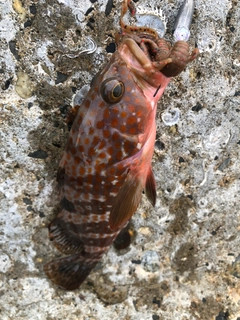 キジハタの釣果