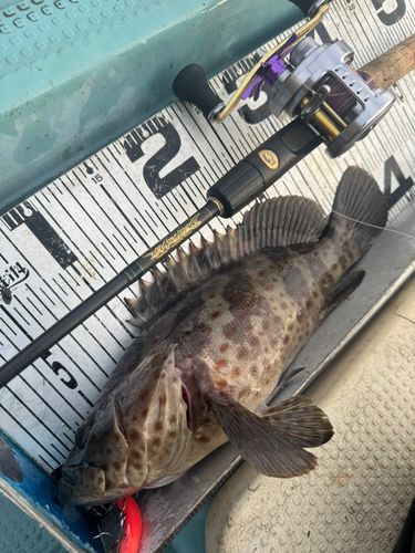 チャイロマルハタの釣果