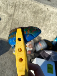ネズミゴチの釣果