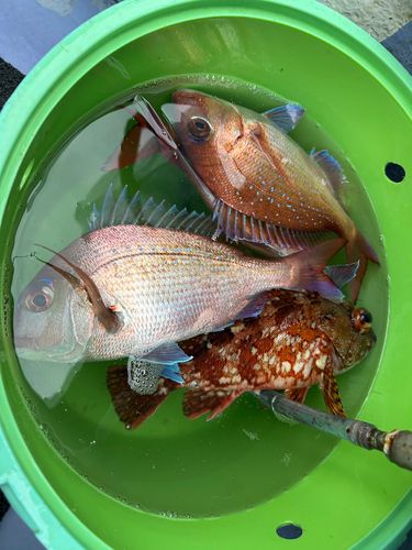 マダイの釣果