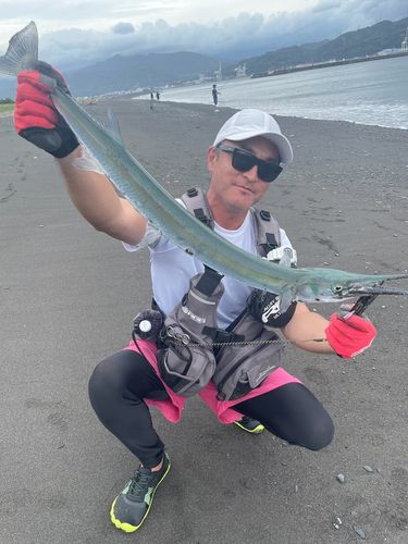 オキザヨリの釣果