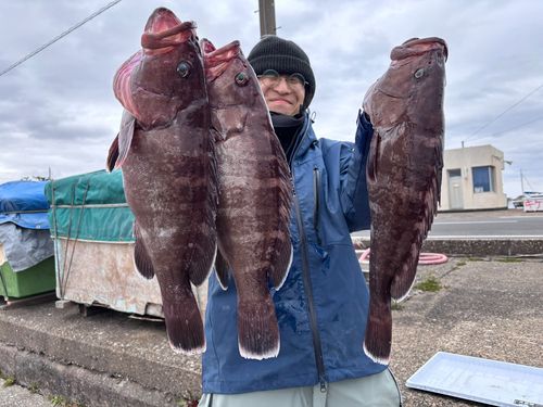 マハタの釣果