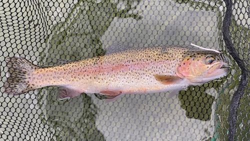ニジマスの釣果