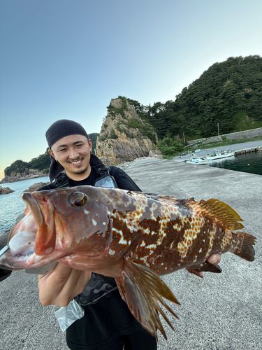 キジハタの釣果