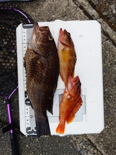 オオモンハタの釣果