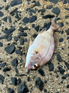 チャリコの釣果