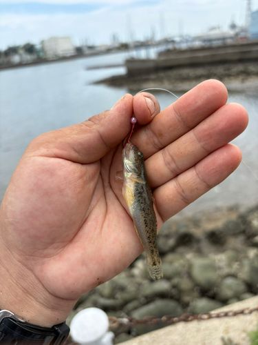 マハゼの釣果