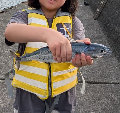 ソウダガツオの釣果