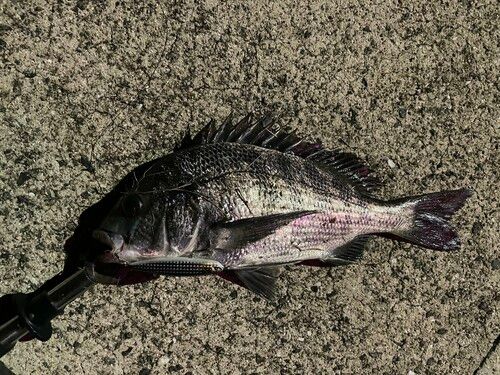 チヌの釣果
