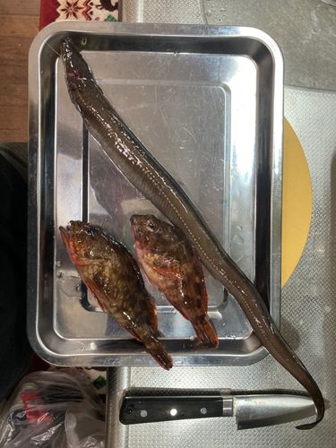 マアナゴの釣果