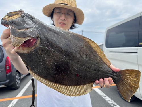 ヒラメの釣果