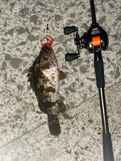 ベッコウゾイの釣果