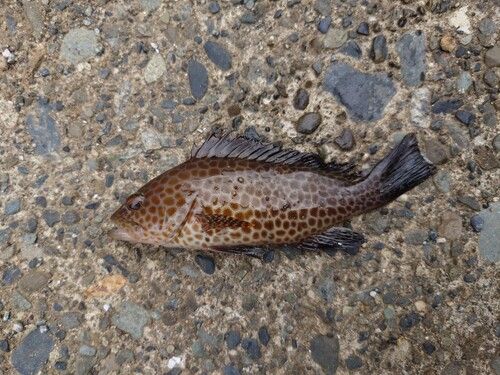 オオモンハタの釣果
