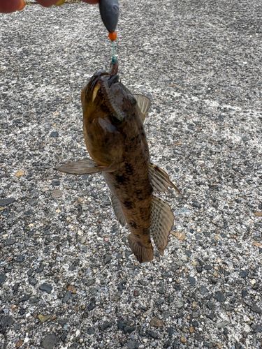 ハゼの釣果