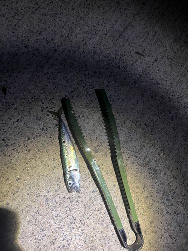 サバの釣果