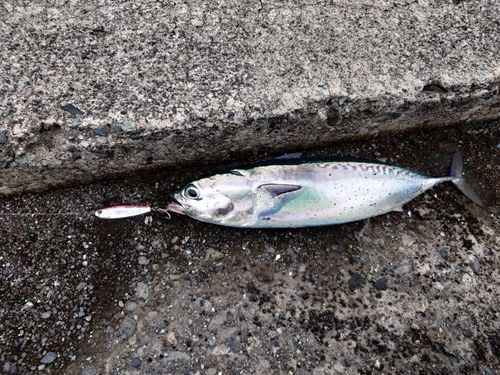 ソウダガツオの釣果