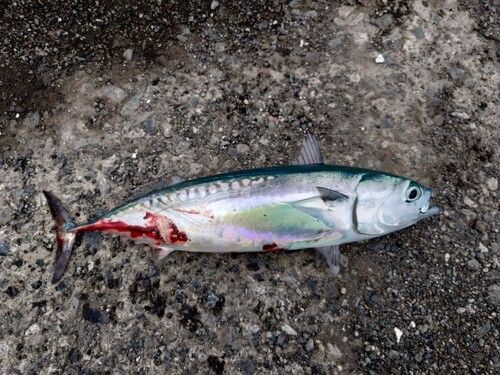ソウダガツオの釣果