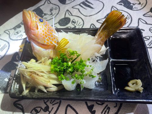 キジハタの釣果