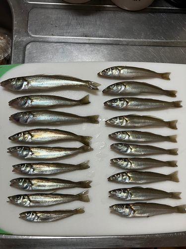 シロギスの釣果