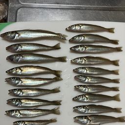 シロギス