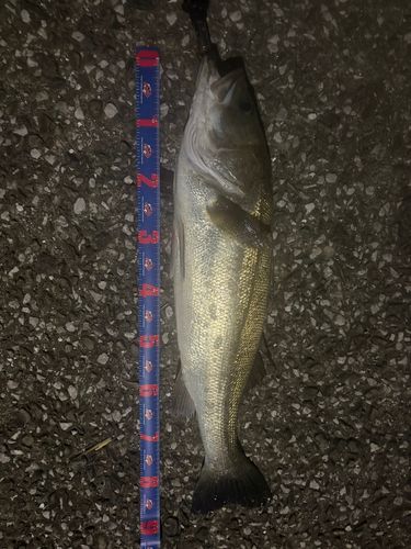 スズキの釣果