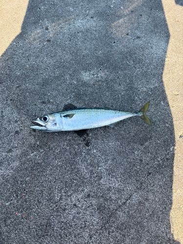 サバの釣果