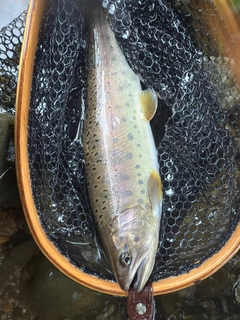 ヤマメの釣果