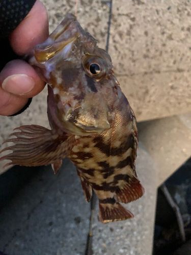 カサゴの釣果