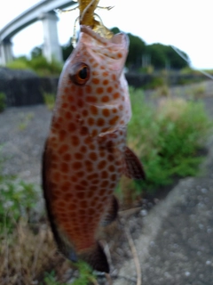 オオモンハタの釣果