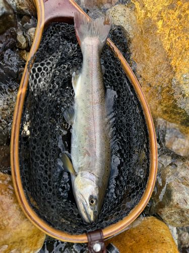 ヤマメの釣果