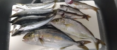 シオの釣果