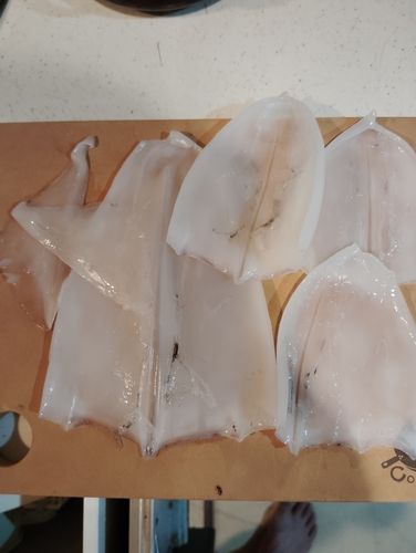ケンサキイカの釣果