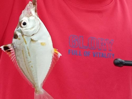 ヒイラギの釣果