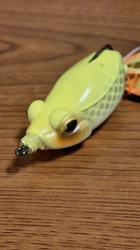 マナマズの釣果