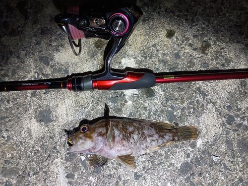 ソイの釣果