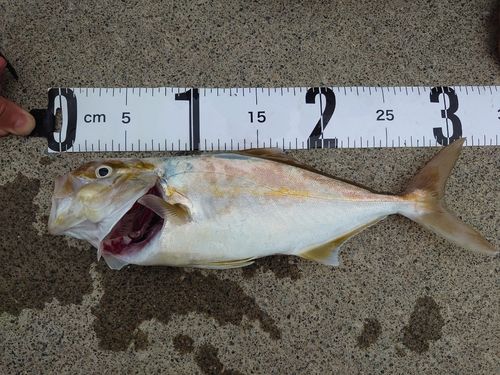 カンパチの釣果