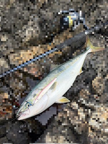 イナダの釣果