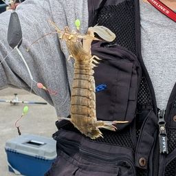 シャコ
