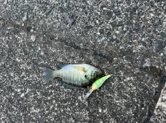 ブルーギルの釣果