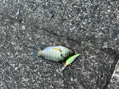 ブルーギルの釣果