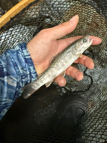 イワナの釣果
