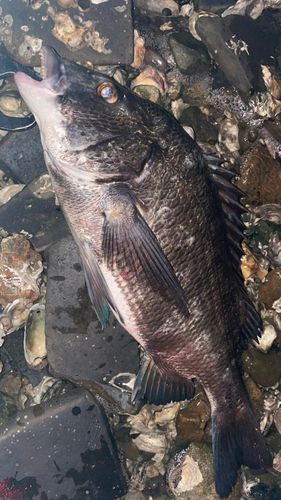 チヌの釣果