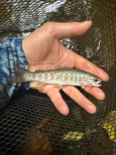 イワナの釣果