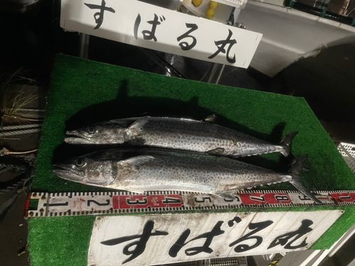 サワラの釣果