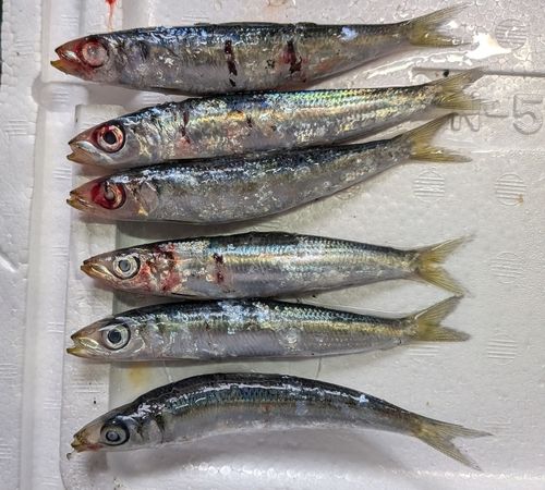 ウルメイワシの釣果
