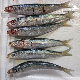 ウルメイワシ