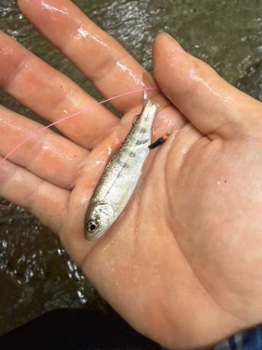 アマゴの釣果